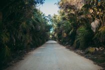 Road among palms — Stock Photo
