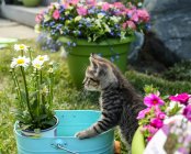 Котёнок смотрит на цветы — стоковое фото