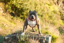 Alert american bulldog standing on rock outdoors — Stock Photo