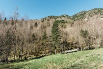 Wald am Berghang — Stockfoto