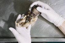 Crop hands in gloves holding wet specimen of unborn child — Stock Photo