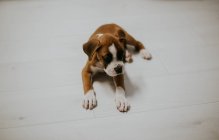 Portrait of cute brown puppy with white paws on floor at home — Stock Photo