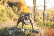 Wachsame amerikanische Bulldogge steht auf Felsen im Freien — Stockfoto