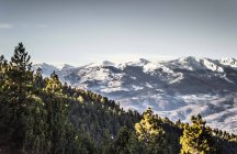 Вечнозеленые леса и снежные вершины гор — стоковое фото