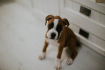Симпатичный коричневый щенок с белыми лапами сидит дома на полу — стоковое фото