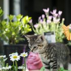 Котёнок смотрит на цветы — стоковое фото