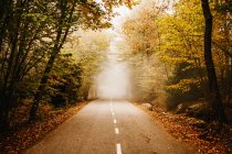 Route dans la forêt d'automne menant à nulle part brouillard — Photo de stock