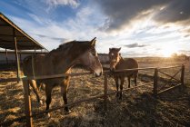 Два коні, що ходять у закритому пасовищі на сільській місцевості над мальовничим хмарним небом — стокове фото