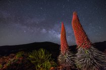 Red plants over nightsky — Stock Photo