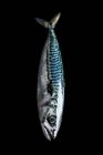 Fresh mackerel fish on black background. — Stock Photo