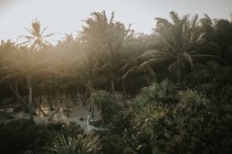 Краєвид зелений високими пальмами, що росте на піщаному пляжі. — стокове фото