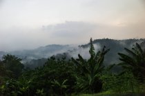 Paysage de forêt tropicale brumeuse tôt le matin — Photo de stock