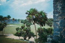 Зеленые пальмы на территории исторических руин на закате — стоковое фото