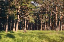Grüner Rasen mit Bäumen im Wald unter sonnigem Licht — Stockfoto