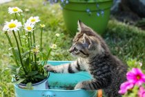 Кошеня дивиться на квіти — стокове фото