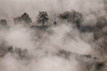 Autumn woods in fog — Stock Photo