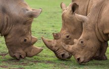 Vista lateral de tres rinocerontes pastando en el césped - foto de stock