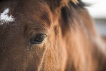 Обрезанное изображение лошадиной морды, смотрящей в камеру — стоковое фото