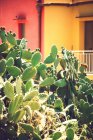 Kaktusfeigen über bunte Fassaden — Stockfoto