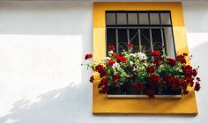Vista de alto ângulo de vasos de flores e flores coloridas no peitoril da janela — Fotografia de Stock