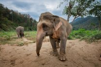 Портрет слона, идущего по долине джунглей — стоковое фото