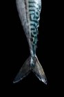 Crop mackerel fish tail on black background. — Stock Photo