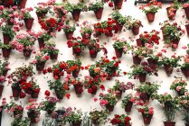 Vista frontale di vasi da fiori e fiori colorati posti sulla parete bianca — Foto stock