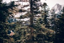 Floresta de pinheiro no fundo de montanhas — Fotografia de Stock