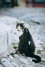 White and tabby cat sitting outdoors looking over shoulder — Stock Photo