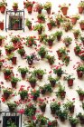 Reihen von Blumentöpfen und bunten Blumen an weißer Wand — Stockfoto