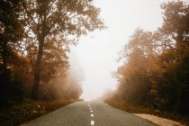 Strada nella foresta autunnale il giorno nebbioso — Foto stock