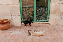 Zwei Katzen liegen vor metallverzierter grüner Tür am Straßenrand — Stockfoto