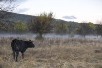 Чорна корова на туманному полі в сільській місцевості — стокове фото