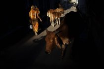 Vista trasera de la mujer caminando por la calle con el ganado alrededor . - foto de stock