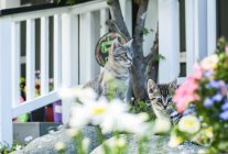 Kitten and gray cat sitting in garden — Stock Photo