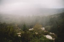 Persona con le mani larghe in piedi su pietra nella foresta nebbiosa . — Foto stock
