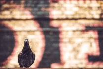 Pigeon sitting on background of graffiti. — Stock Photo