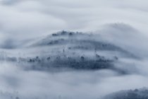 Niebla cubriendo árboles en la colina - foto de stock