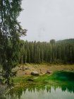 Paisaje con árboles siempre verdes en la orilla del lago - foto de stock