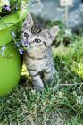 Gattino che gioca in giardino — Foto stock