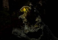 Glowing mushroom growing on a rock — Stock Photo