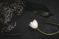 Creative floral background with white tulips and branch of small white flowers on stone surface — Stock Photo