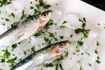 Close up view of anchovy on ice with sliced parsley — Stock Photo