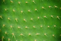 Plan plein cadre de cactus aux épines — Photo de stock