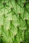 Plan plein cadre du tronc de cactus avec des épines — Photo de stock