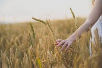 Cropped image of red haired girl walking at rye field and palming spikelets — Stock Photo