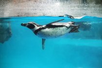 Vista laterale dei pinguini che nuotano sott'acqua . — Foto stock