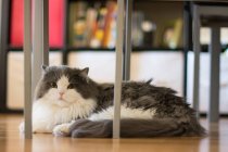 Пухнасті кішка лежить на підлозі — стокове фото