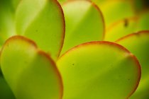 Vollbild-Aufnahme von hinterleuchteten grünen Blättern — Stockfoto