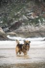 Pastore cane in piedi in acqua e guardando la fotocamera . — Foto stock